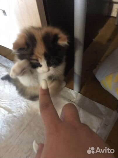 Катёнок бесплатно