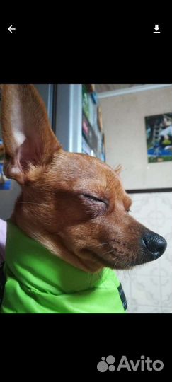 Той терьер вязка