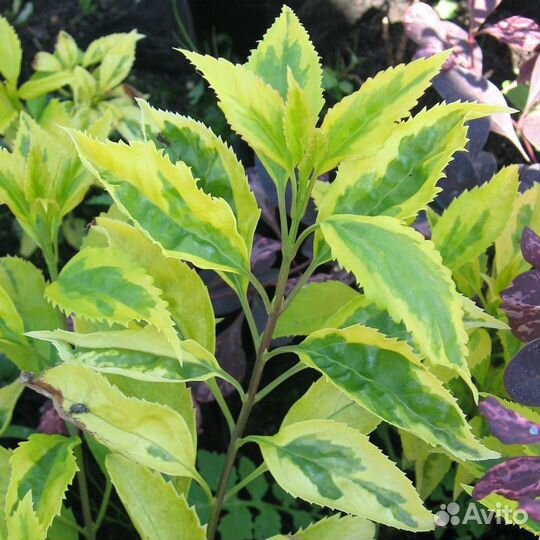 Посконник,Молочай,Форзиция, Кизильник,Дейция