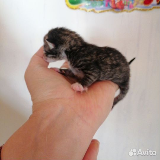 Котята полосачи-крысоловы шотландцы