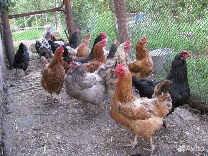 Куры молодки