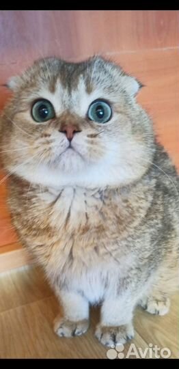 Шотландский кот