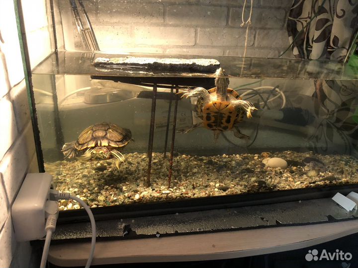 Красноухие черепахи с аквариумом