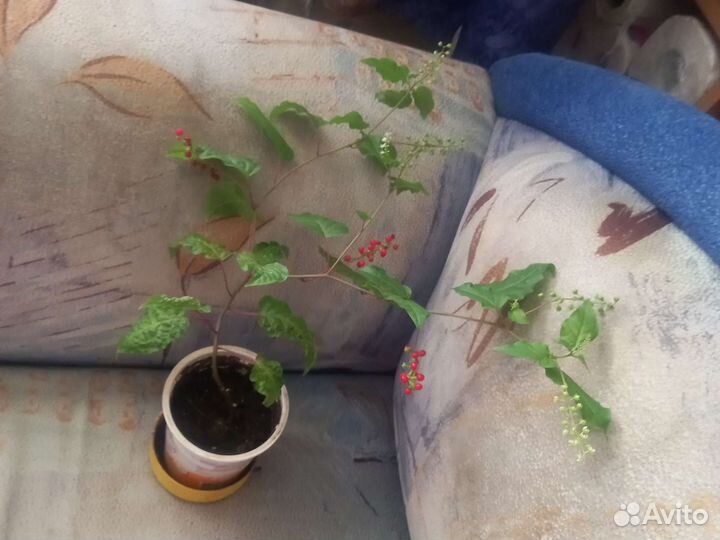 Кордилина, ревина