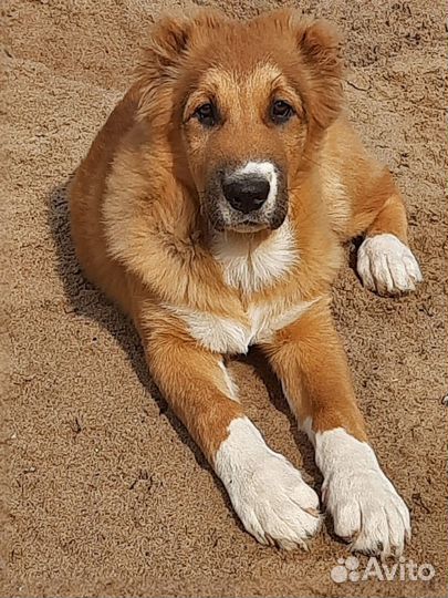 Щенок кобель (30.04.2024)