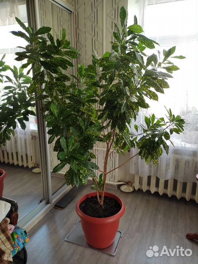 Комнатный цветок Золотое дерево (аукуба)