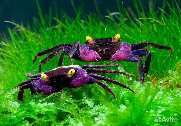 Аквариумные рыбки