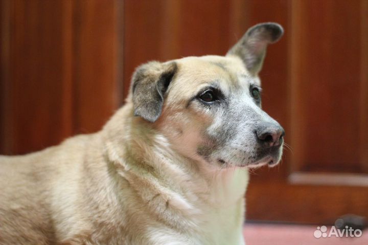 Бабуля Айдуля ищет свой дом или меценатов