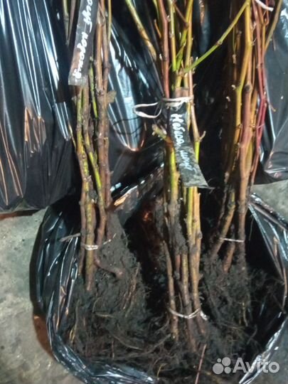 Малина и ежевика