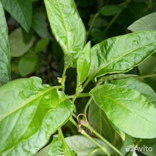 Пепино дынная груша укорененный черенок экзотика