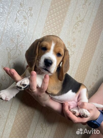 Щенок Бигль