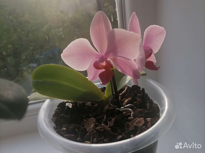 Орхидея фаленопсис обмен