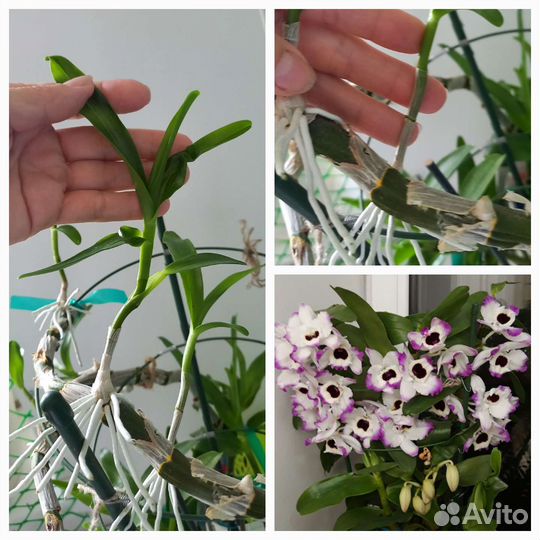 Дендробиум Нобиле, детки