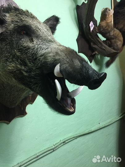 Голова кабана