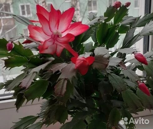 Фиалки,пеларгония,традесканция,декабрист,гиппеастр