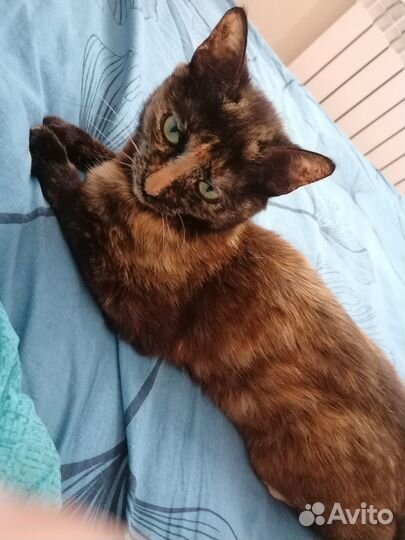 Отдам кошку в хорошие добрые руки