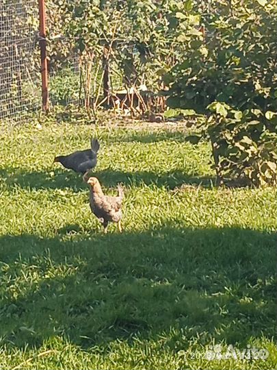 Куры молодки