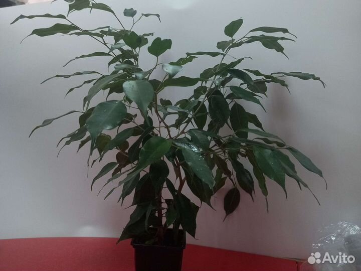 Фикус бенджамина