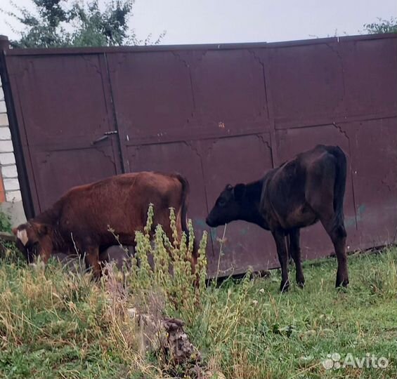 Телята (бычки ) коровы И ещё барашки продаётся