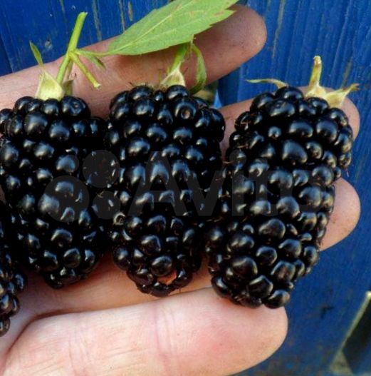 Дом 68 м² на участке 28,2 сот.