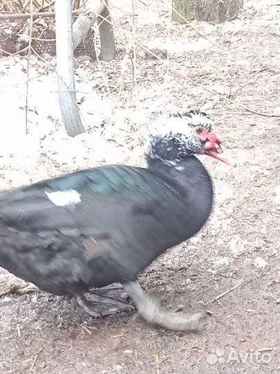 Индоутки и семья гусей