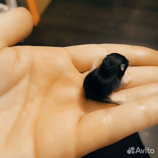 Джунгарский хомяк