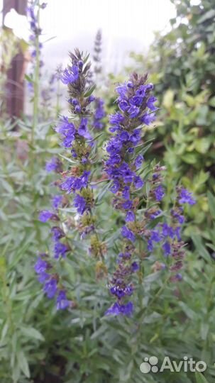 Травы для чая