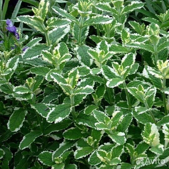 Мята ананасная, ореховая и др