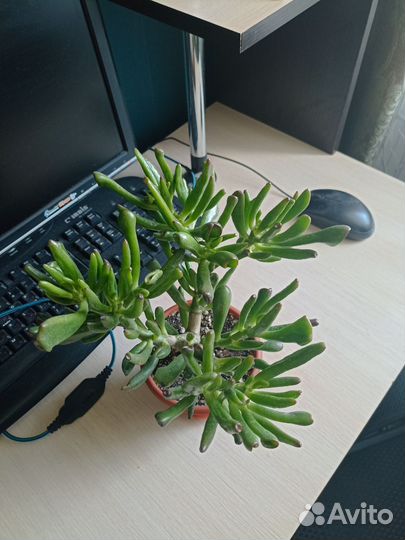 Толстянка хоббит