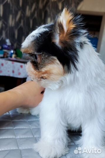 Бивер красава РКФ