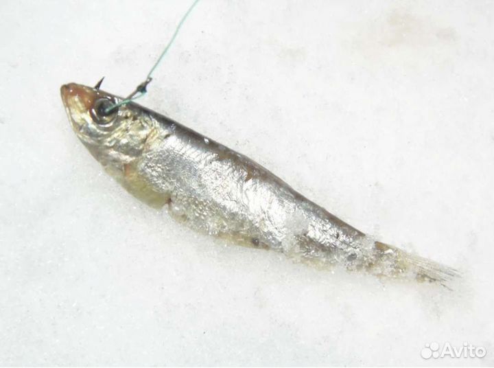 Тюлька охлажденная/замороженная для рыбалки