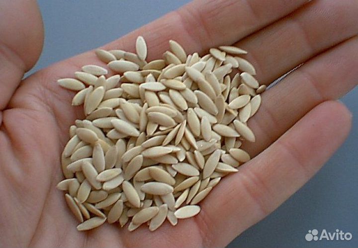 Семена огурцов для открытого грунта сорт феникс 64