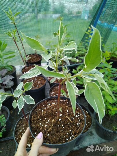 Дерен Сибирика Вариегата (Sibirica Variegata)