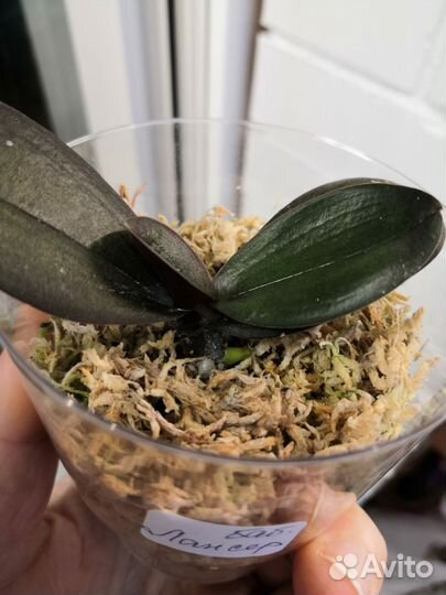 Орхидея фаленопсис бабочка детка Lancer