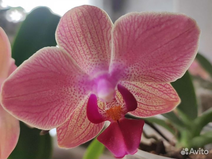 Фаленопсис сортовой