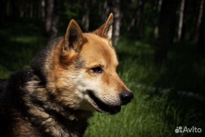 Брошенный пёс ищет семью