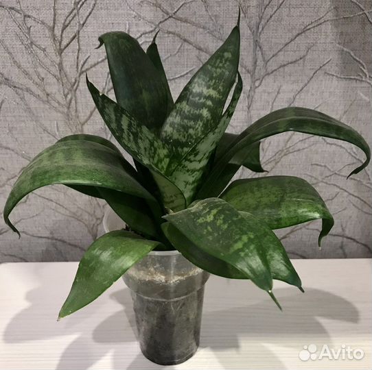 Замиокулькас, фиалки, домашние цветы