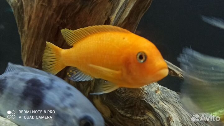 Продам малавийских цихлид