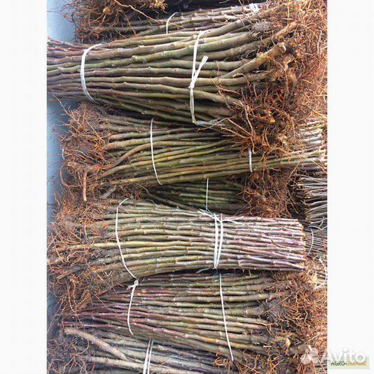 Подвой яблони