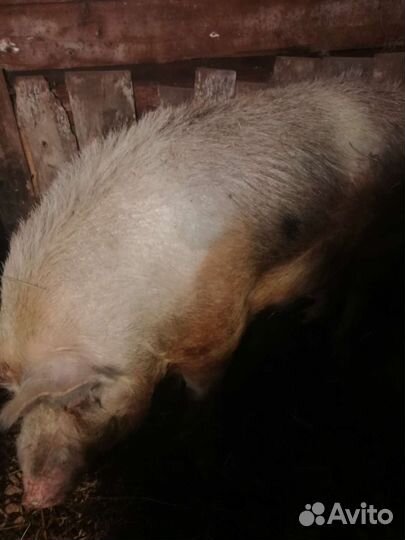 Кабан на мясо