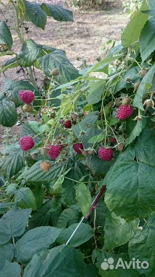 Малина Полана