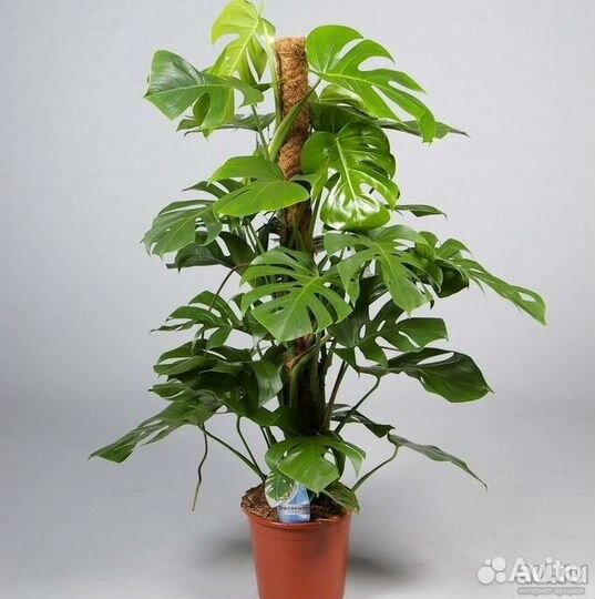 Опора для растений бамбуковая в кокосовой оплетке