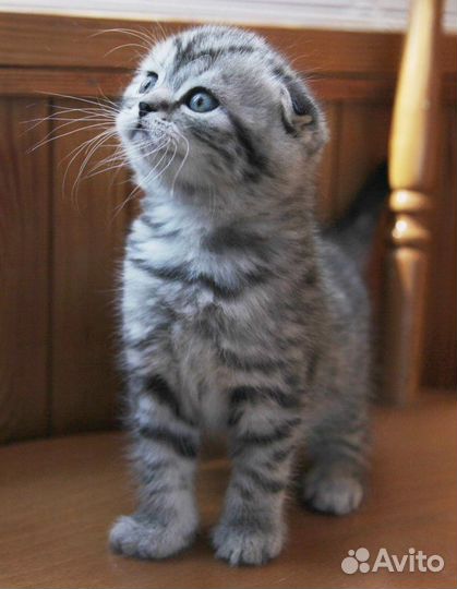 Плюшевое счастье