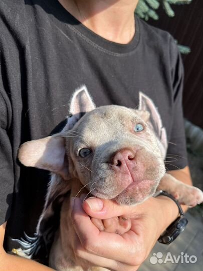 Американский булли девочка