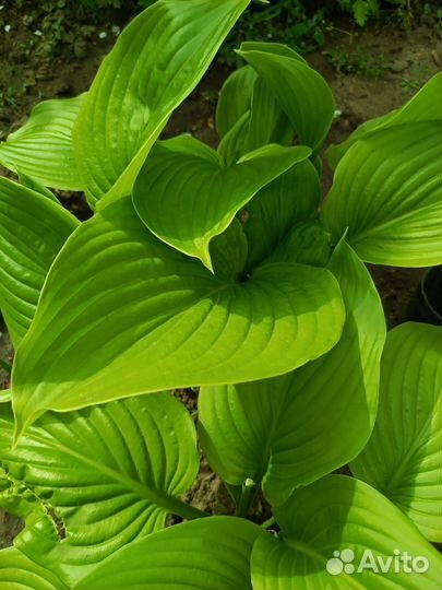 Хоста набором