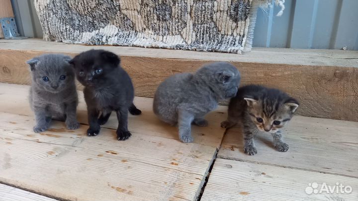 Шотландские