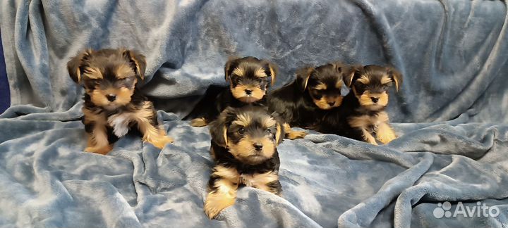 Йоркширский терьер щенки