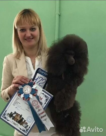 Инструктор по вязке собак