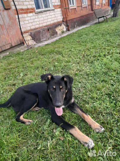 Собака в добрые руки