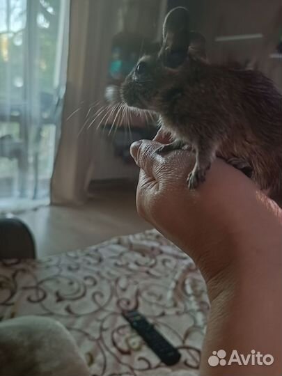 Чилийские белки дегу